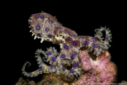 Blue-ringed octopus - Dauin, Philippines by Daniel Geary 